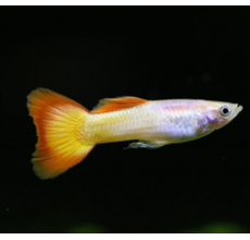 Micariff Sunset Guppy (Male) - 3.5cm
