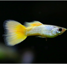 German Yellow Guppy (Male) - 3.5cm