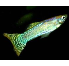 Yellow Golden Cobra Guppy (Male) - 3.5cm