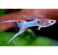 Lyretail Guppy (Male) - 3.5cm