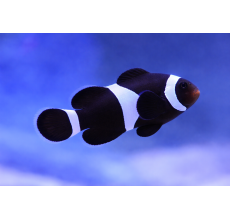 Black Ocellaris Clownfish Premium A Grade 3 To 3.5Cm