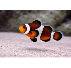 Caramel Clownfish Premium A Grade 4 To 4.5Cm