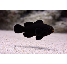 Full Black Clownfish Premium A Grade 3 To 3.5Cm