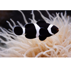 Full Black Ocellaris Clownfish Premium A Grade 4 To 4.5Cm