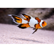 Longfin Snowflake Clownfish Premium A Grade 4 To 4.5Cm