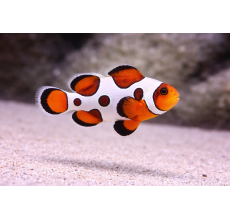 Orange Picasso Storm Clownfish Premium A Grade 3 To 3.5Cm