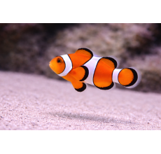 Percular Clownfish Premium A Grade 3 To 3.5Cm