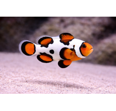 Snowflake Clownfish Premium Grade A 3 To 3.5Cm