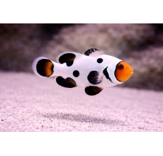 Storm Platinum Clownfish Premium A Grade 3 To 3.5Cm