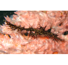Ghost Pipe Fish(Solenostomus Paradoxus)