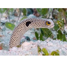 Hassel Garden Eel(Heteroconger Hassi)