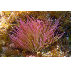 Anemone(Anemonia Sulcata)