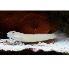 White Goby(Valenciennea Sexguttata)
