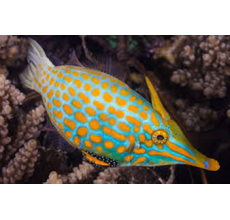 Orange Spot Filefish(Oxymonacanthus Longirostris)