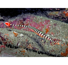 Banded Pipe Fish(Dunckerocampus Dactyliophorus)