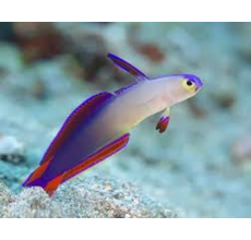 Purple Goby(Gobioides Broussonnetii)