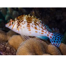 Falco/Spotted Hawkfish(Cirrhitichthys Falco)
