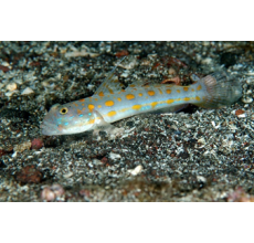 Spotted Cardinalfish(Valenciennea Puellaris)