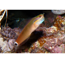 Tail Spot Blenny(Ecsenius Stigmatura)