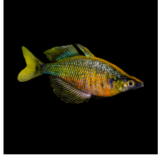 Green Rainbow - Glossolepis wanamensis
