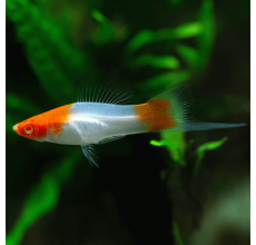 Red Eye Kohaku Swordtail - Xiphophorus helleri