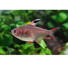 Rosy Tetra - Hyphessobrycon rosaceus
