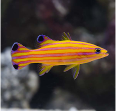 Candy Basslet - Liopropoma swalesi