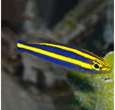 Yellow Line Snapper - Pentapodus nemurus
