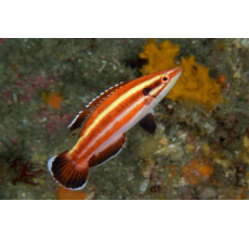 Masuda Hogfish - Bodianus sepiacaudus