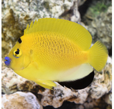 Flagfin Angelfish - Apolemichthys trimaculatus