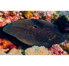 Comet Grouper - Calloplesiops altivelis