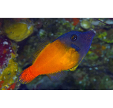 Red Tail Filefish - Pervagor melanocephalus