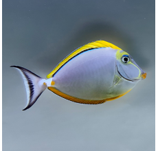 Lipstick Tang (Red-Lipped Tang) - Naso lituratus