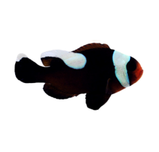 Saddle Clown - Amphiprion polymnus