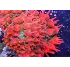 Anemone(Anemonia Sulcata)