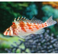 Falco/Spotted Hawkfish(Cirrhitichthys Falco)