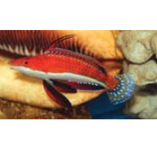 Blue and red Parrot Wrasse (Cirrhilabrus rubriventralis)