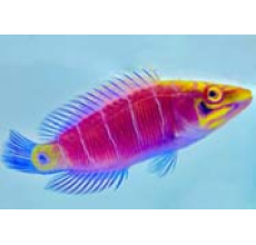 Mystery Wrasse (Pseudocheilinus ocellatus)