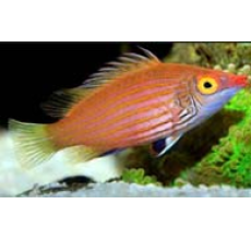 Pink Streaked / Pink Eye Wrasse (Pseudocheilinops ataenia)