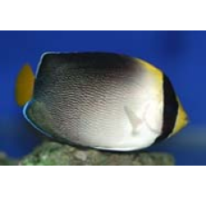 Queen Angelfish (Chaetodontoplus mesoleucus)