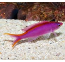 Split Anthias (Serranocirrhitus latus)
