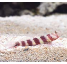 Wheeler Goby (Amblyeleotris wheeleri)