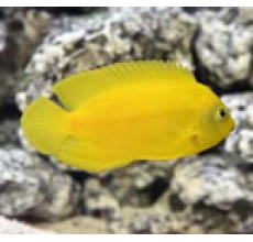 Yellow Angelfish (Centropyge heraldi)