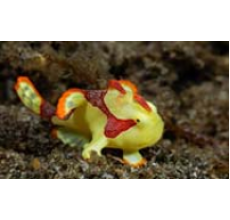 Yellow Maculatus (Antennarius maculatus)