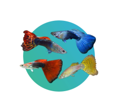 Assorted Guppy (Male) (Poecilia reticulata) - XL