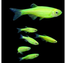 Zebra Danio Emerald Green (Danio rerio)