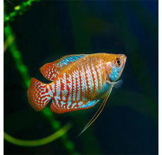 Neon Dwarf Gourami (Colisa lalia)