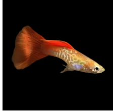 Blonde Lyretail Guppy (Male) (Poecilia reticulata) - L