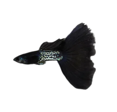 Blacktail Guppy (Male) (Poecilia reticulata) - 2.5cm