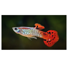 Neon Red Guppy (Male) (Poecilia reticulata) - 3.5cm